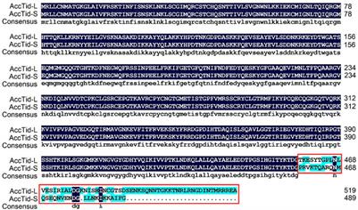 Characterisation of the heat shock protein Tid and its involvement in stress response regulation in Apis cerana